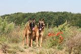 MALINOIS 236